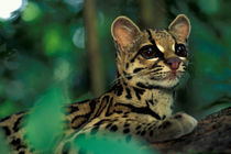 Margay (Leopardus weidi) portrait von Danita Delimont