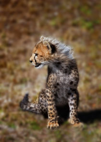 Cheetah (Acinonyx Jubatus) as seen in the Masai Mara von Danita Delimont