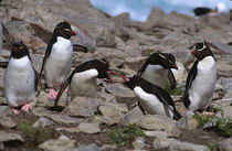 Rockhopper Penguins (Eudyptes chrysocome) exhibiting their usual aggressive behavior von Danita Delimont