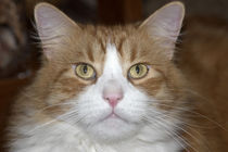 Jack domestic orange and white maine coon cat von Danita Delimont