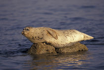 Harbor Seal (Phoca vitulina) perched on rock von Danita Delimont