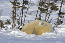 Polar bear cub yawns while protected by mother's body von Danita Delimont