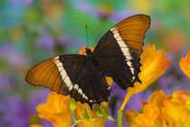 Washington Tropical Butterfly Photograph of Siproeta epaphus the Black and Tan Page Butterfly by Danita Delimont