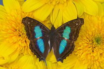 Doxocopa cherubina from Peru von Danita Delimont