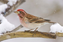 Detail of male Cassin's finch perched on branch by Danita Delimont