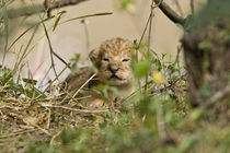 Two week old baby lion cubs with mother beside them in the Maasai Mara Kenya von Danita Delimont