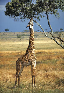 Giraffe browses on tree leaves in Amboseli National Park in Kenya von Danita Delimont