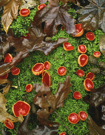 Scarlet cup fungi on bed of moss on forest floor von Danita Delimont