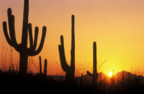 Saguaro Sunset by Danita Delimont