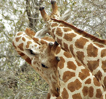 Two Giraffes in bushes in the west african savanna by Danita Delimont