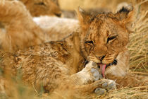 Cub licking foot von Danita Delimont