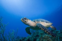 Underwater view of Hawksbill Turtle (Eretmochelys imbricata) swimming above coral reef near Bloody Bay Wall von Danita Delimont