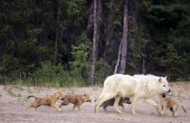 Wild gray wolf alpha male and pups in taiga forest by Danita Delimont