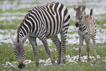 Zebra mother and colt at Ngorongoro Crater in the Ngorongoro Conservation Area by Danita Delimont