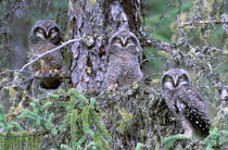 Burrowing Owls von Danita Delimont