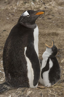 Falkland Islands by Danita Delimont