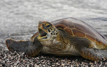 Young Pacific green turtle on rocky beach by Danita Delimont