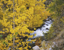 Bishop Creek and aspen trees in autumn von Danita Delimont