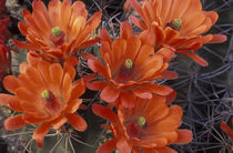 Claret Cup cactus flowers by Danita Delimont