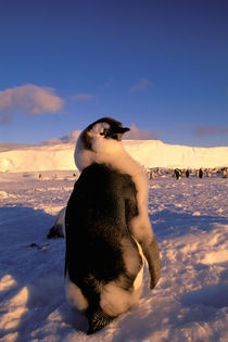 Emperor Penguin chick (Aptenodytes forsteri) by Danita Delimont