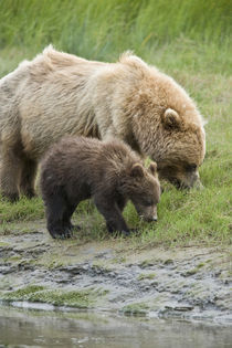 A mother grizzly bear and her cub graze in the estuary grasses von Danita Delimont