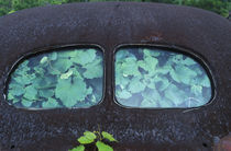 Vintage Oldsmobile car in decay with vines growing in and around it von Danita Delimont