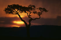 Setting sun silhouettes lone acacia tree during afternoon rain storm over escarpment by Danita Delimont