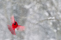 A male cardinal with wings spread in flight against a snowy background by Danita Delimont