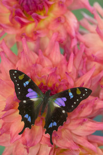 Graphium weiskei the Purple Spotted Swallowtail Butterfly by Danita Delimont