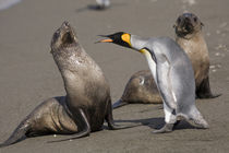 King Penguins (Aptenodytes patagonicus) and Antarctic Fur Seals (Arctocephalus gazella) on beach near massive rookery along Saint Andrews Bay by Danita Delimont