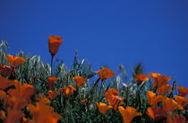 California Poppies by Danita Delimont