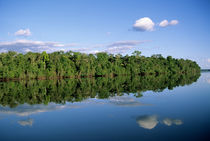 Forested river bank with perfect reflection of sky with puffy clouds and trees in the river von Danita Delimont