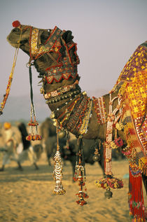 Pushkar Camel Festival by Danita Delimont