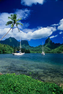 Private yachts anchored in Opunohu Bay on the island of Moorea in the Society islands of French Polynesia von Danita Delimont