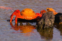 Sally Lightfoot Crabs (Grapsus grapsus) by Danita Delimont