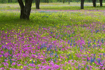 Blue Bonnets springtime near Devine Texas von Danita Delimont