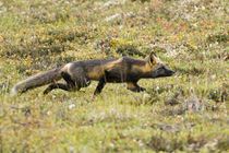 Red Fox stalks its prey at Denali NP von Danita Delimont