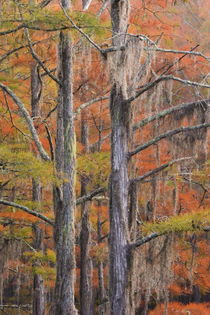 Cypress trees in the fall by Danita Delimont