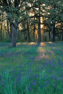 Field of camas and oak trees by Danita Delimont