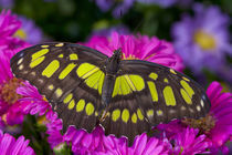 Washington Tropical Butterfly Photograph of Siproeta stelenes the malachite Butterfly von Danita Delimont