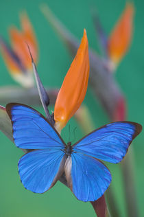 Morpho anaxibia from Brazil by Danita Delimont