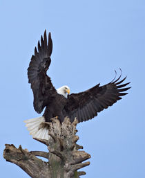 Bald Eagle (Haliaeetus leucocephalus) with wings stretched overhead by Danita Delimont