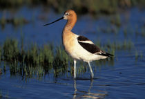 American avocet by Danita Delimont