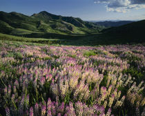 Humboldt National Forest von Danita Delimont