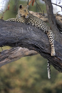 Adult Female Leopard (Panthera pardus) rests on tree limb near Khwai River von Danita Delimont