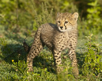 Cheetah cub at Ndutu in the Ngorongoro Conservation Area von Danita Delimont