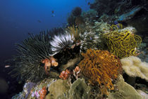 Coral reef von Danita Delimont