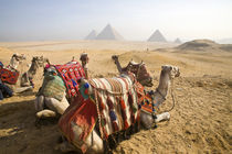 Resting camels gaze across the desert sands of Giza to the famed Egyptian pyramids outside Cairo von Danita Delimont