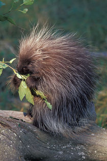 Captive porcupine von Danita Delimont