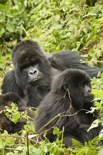 Mountain Gorillas (Gorilla beringei beringei) family group in nest area by Danita Delimont